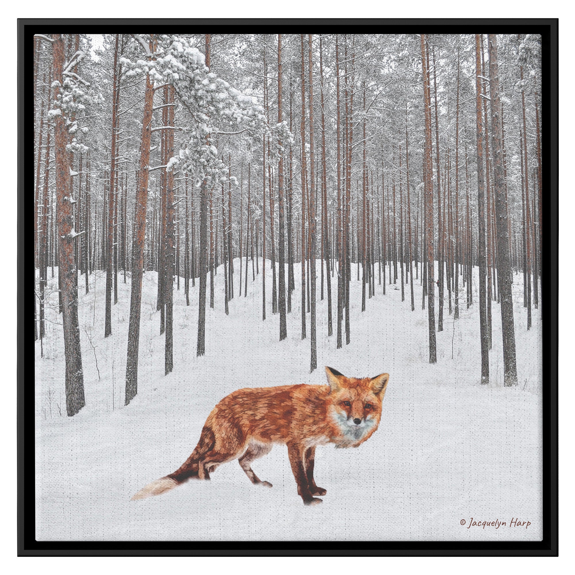 Snow Fox - Framed Art